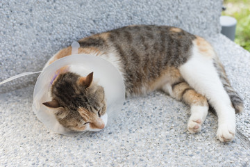 Fototapeta premium cat with Elizabethan collar