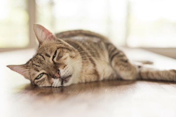 tabby cat sleep