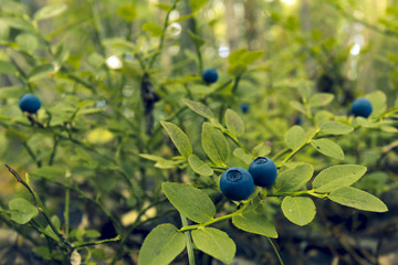 A bush with a berry growing in the wild