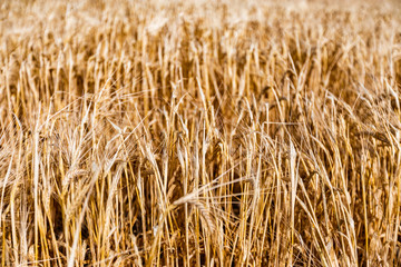 Close up image of ripening ears of yellow wheat field
