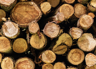 Wallpaper, background with a picture of pile of chopped fire wood
