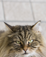 Cute long haired cat in a garden. Hypoallergenic pet of livestock, siberian breed brown color male