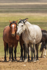 Obraz premium Wild Horses in Utah in Summer