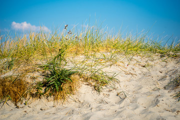 beach dune with grass and sand on a hot sunny day in northern germany