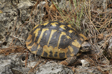 Turtle near Filiates. Greece