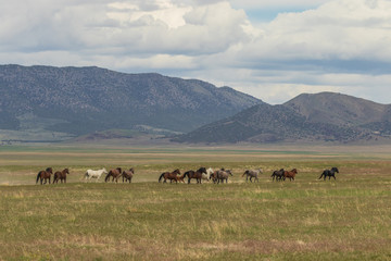 Wild Horses in Utah in Summer