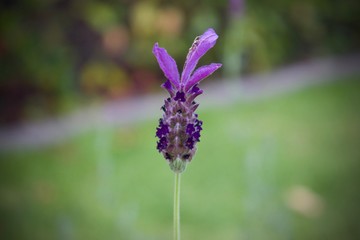 lavanda