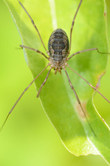 Spider sitting on the grass.