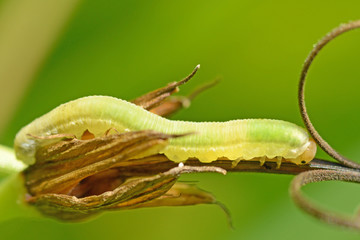 Beautiful caterpillar crawling on a twig.