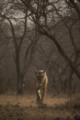 Emerging From Woods Tiger Ranthambore Tiger Reserve Rajasthan India