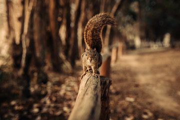 The curious Squirrel 