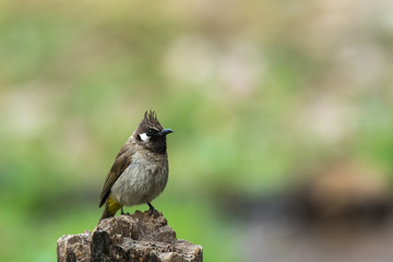 Himalayan Bulbul Sattal Uttarakhand India