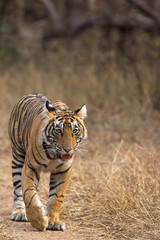 Tiger Swag Ranthambore Tiger Reserve Rajasthan