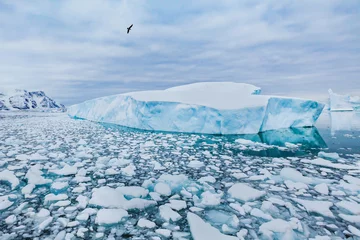 Fototapeten Schöne Landschaft der Antarktis-Natur, Vogel, der über Eisberge fliegt © Song_about_summer