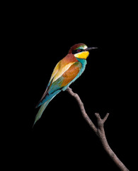 Bee eater. Black background