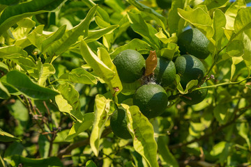 Disease mandarins and citrus grown in the garden.