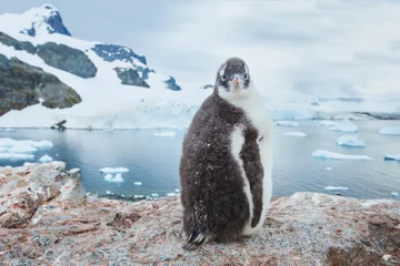 Papier Peint photo Pingouin pingouin papou chic en Antarctique, portrait de bébé oiseau animal drôle curieux regardant la caméra, faune de la nature antarctique