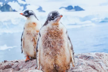 Poster schattige vuile pinguïn-chic op Antarctica © Song_about_summer