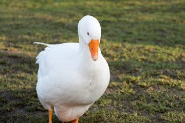 Weisse Gans