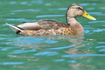Stockente im Wasser