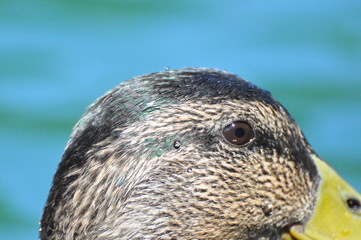Stockente im Wasser