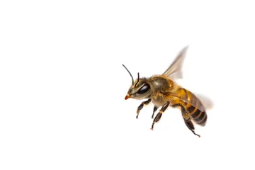 Abwaschbare Fototapete Biene Eine Nahaufnahme der fliegenden Biene isoliert auf weißem Hintergrund
