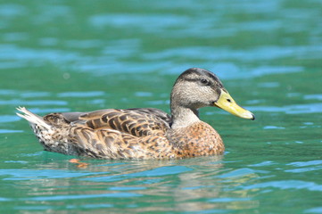 Stockente im Wasser