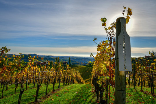 vineyard weissburgunder