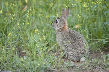 Rabbit portrait in the natural habitat, life in the meadow. European rabbit, Oryctolagus cuniculus