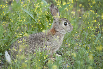 Rabbit portrait in the natural habitat, life in the meadow. European rabbit, Oryctolagus cuniculus