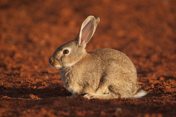 Cute animal rabbit in the natural habitat, life in the meadow. European rabbit, Oryctolagus cuniculus, on red ground