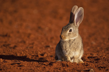 Cute animal rabbit in the natural habitat, life in the meadow. European rabbit, Oryctolagus cuniculus, on red ground © JAH
