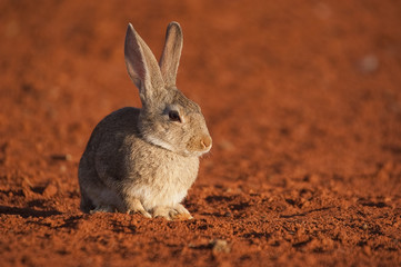 Cute animal rabbit in the natural habitat, life in the meadow. European rabbit, Oryctolagus cuniculus, on red ground