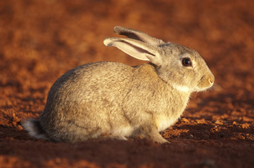 Cute animal rabbit in the natural habitat, life in the meadow. European rabbit, Oryctolagus cuniculus, on red ground