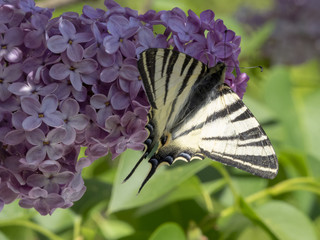 Iphiclides podalirius. Le flambé ou voilier, papillon aux grandes ailes de forme triangulaire...