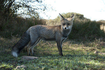 Fox, vulpes vulpes, Looking for food in the meadow, portrait
