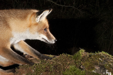 Fox, vulpes vulpes, portrait on top of a log with black background