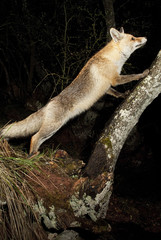 Fox, vulpes vulpes, portrait on top of a log with black background