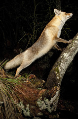 Fox, vulpes vulpes, portrait on top of a log with black background