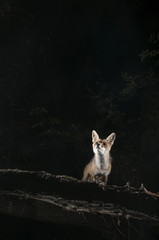 Fox, vulpes vulpes, portrait on top of a log with black background