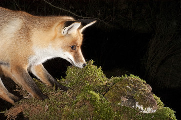 Fox, vulpes vulpes, portrait on top of a log with black background