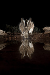 Lepus europaeus, lepus lena granatensis, portrait drinking water with reflection