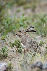Rabbit portrait in the natural habitat, life in the meadow. European rabbit, Oryctolagus cuniculus