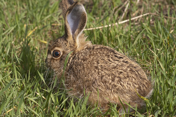Little baby hare Lepus europaeus, lepus granatensis, portrait