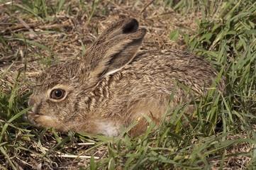 Little baby hare Lepus europaeus, lepus granatensis, portrait