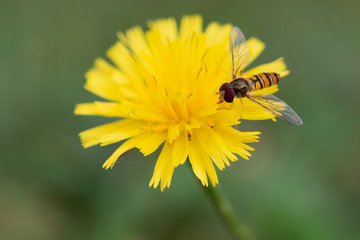 Hoverfly On Dandelion.