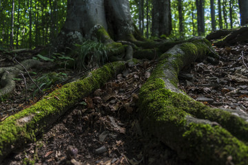 Trees with interesting shapes at the forest on the way to Kozya stena hut. The mountain in the central Balkan astonishes with its beauty, fresh air and magnetism.