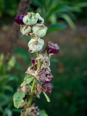 Verblühte Pflanzen im Garten