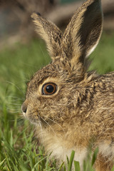 Little baby hare Lepus europaeus, lepus granatensis, portrait