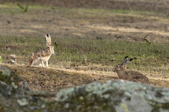 Lepus europaeus, lepus lepus granatensis, portrait